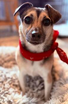 Piper -  Chihuahua and Dachshund Dog for Adoption in Clinton, Pennsylvania - Piper | PetCurious