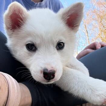 Husky and Mixed Breed Dogs Available for Adoption - Mira | PetCurious