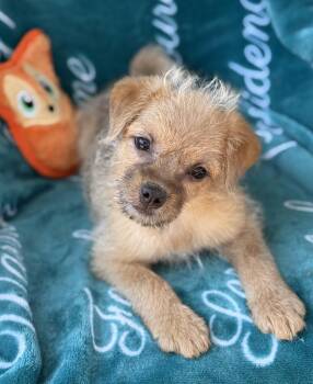 Bonnie -  Terrier and Pug Dog for Adoption in Newport Beach, California - Bonnie | PetCurious