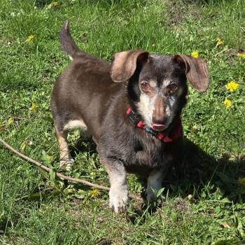 Dachshund Dogs Available for Adoption in Waterloo, Iowa - Suede | PetCurious
