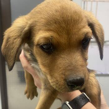 Rescue Australian Cattle Dog Blue Heeler and Hound Dogs for Adoption in Durango, Colorado - Pinecone | PetCurious