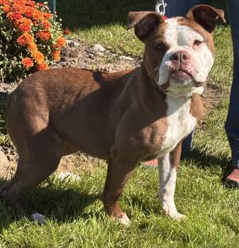 Dody -  Boxer Dog for Adoption in Batavia, New York - Dody | PetCurious