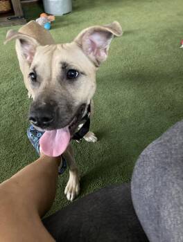 German Shepherd Dog and American Staffordshire Terrier Dogs Available for Adoption in Voorhees Township, New Jersey - Rosemary  | PetCurious