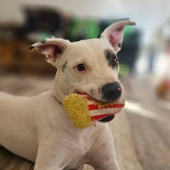Rescue Terrier Dogs for Adoption in Ferndale, Michigan - Spirit | PetCurious