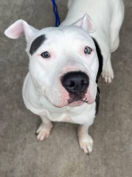 Pit Bull Terrier Dogs Available for Adoption in Chicago, Illinois - Butterfly | PetCurious