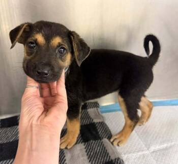 Vanessa -  Shepherd Dog for Adoption in Aurora, Colorado - Vanessa | PetCurious