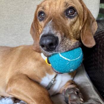 Rescue Basset Hound Dogs for Adoption in Fort Washington, Maryland - Ace | PetCurious