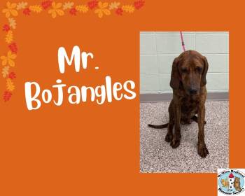Rescue Terrier Dogs for Adoption in Athens, Tennessee - Mr. Bojangles | PetCurious