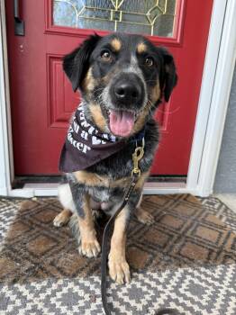 Australian Cattle Dog Blue Heeler Dogs Available for Adoption - Maudette  | PetCurious