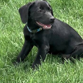 Labrador Retriever Dogs Available for Adoption in Evansville, Wisconsin - CIRRUS | PetCurious