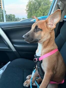 Acorn -  Affenpinscher Dog for Adoption in Rockford, Illinois - Acorn | PetCurious