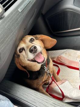 Sadie -  Beagle Dog for Adoption in Tomball, Texas - Sadie | PetCurious
