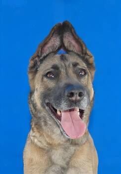 German Shepherd Dog Dogs Available for Adoption in Pasadena, California - ROSE | PetCurious