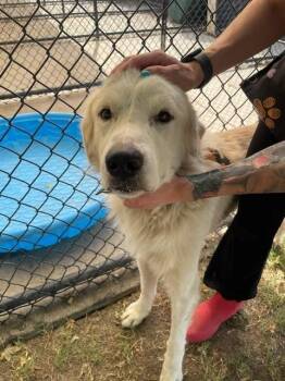 NUBE -  Great Pyrenees Dog for Adoption in Tulsa, Oklahoma - NUBE | PetCurious