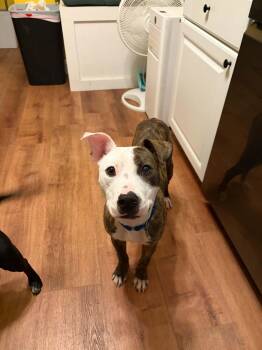 Frankie -  Pit Bull Terrier Dog for Adoption in Cleveland, Ohio - Frankie | PetCurious