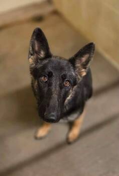 Georgia -  Mixed Breed Dog for Adoption in Huntsville, Alabama - Georgia | PetCurious