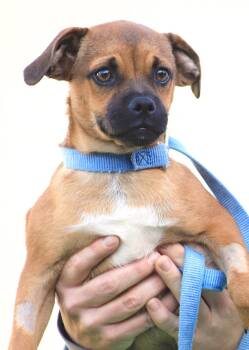 Rowan -  Hound Dog for Adoption in North Fort Myers, Florida - Rowan | PetCurious