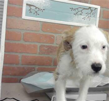 A2089248 -  Schnauzer and Staffordshire Bull Terrier Dog for Adoption in Houston, Texas - A2089248 | PetCurious