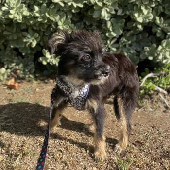 Kiki -  Affenpinscher and Terrier Dog for Adoption in Escondido, California - Kiki | PetCurious