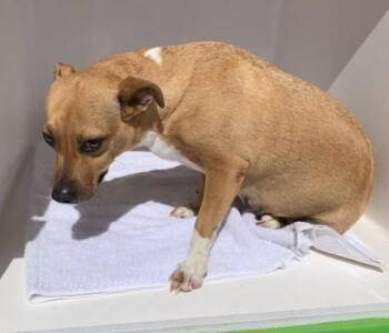 Pua -  Terrier and Mixed Breed Dog for Adoption in Honolulu, Hawaii - Pua | PetCurious