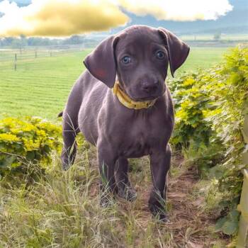 Rescue Weimaraner Dogs for Adoption in Brownstown, Indiana - Beatrice | PetCurious