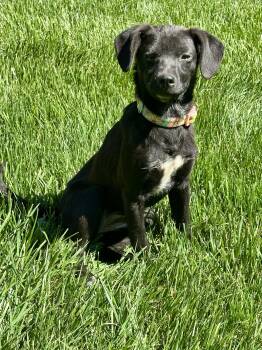 Feist Dogs Available for Adoption - Ember | PetCurious