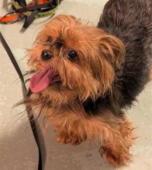 Chanel (collier rayé) -  Mixed Breed Dog for Adoption in Montreal, Quebec - Chanel (collier Rayé) | PetCurious