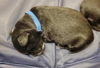 Cookie -  Flat Coated Retriever Dog for Adoption in Kennewick, Washington - Cookie | PetCurious