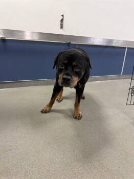 BEAR -  Rottweiler Dog for Adoption in Doral, Florida - BEAR | PetCurious