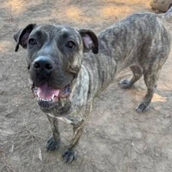 Gigi -  Mastiff Dog for Adoption in Birmingham, Alabama - Gigi | PetCurious