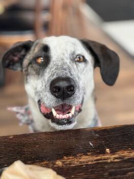Rescue Shepherd Dogs for Adoption in Santa Monica, California - Savannah | PetCurious