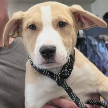 Golden Retriever and Pit Bull Terrier Dogs Available for Adoption in Burton, Michigan - DOOLEY | PetCurious
