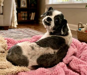 Bentley -  Shih Tzu Dog Available for Adoption in Tifton, Georgia - Bentley | PetCurious