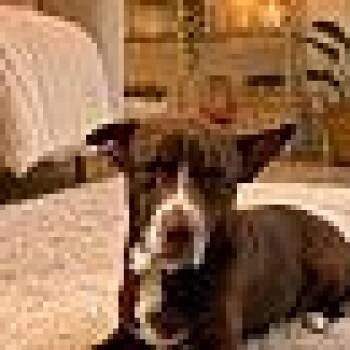 Mocha -  Catahoula Leopard Dog and Australian Cattle Dog Blue Heeler Dog for Adoption in Beverly Hills, California - Mocha | PetCurious