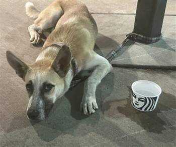 Rescue Mixed Breed Dogs for Adoption in Dallas, Texas - PLAID | PetCurious