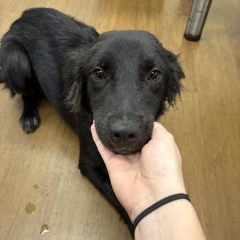 Confetti -  Australian Cattle Dog Blue Heeler and Shepherd Dog for Adoption in Beaumont, Texas - Confetti | PetCurious