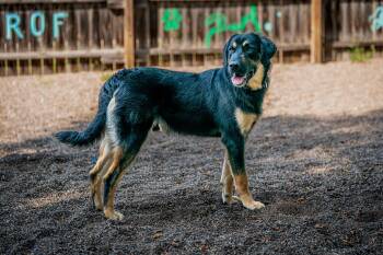 Ranger -  Bernese Mountain Dog and Retriever Dog for Adoption in Red Wing, Minnesota - Ranger | PetCurious