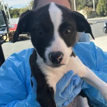 Hot Chocolate -  American Staffordshire Terrier Dog for Adoption in Walnut Creek, California - Hot Chocolate | PetCurious
