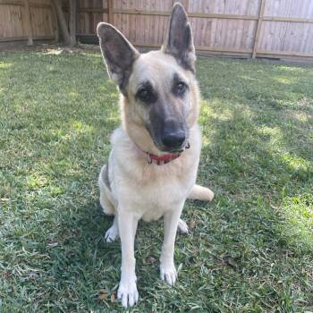 Rescue German Shepherd Dog Dogs for Adoption in Lucas, Texas - HEIDI GS | PetCurious