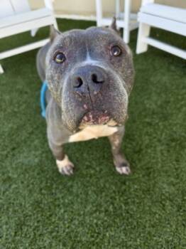 Rescue Mixed Breed Dogs for Adoption in Savannah, Georgia - Pops | PetCurious