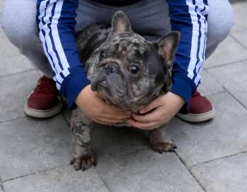 French Bulldog Dogs Available for Adoption - Picasso  | PetCurious