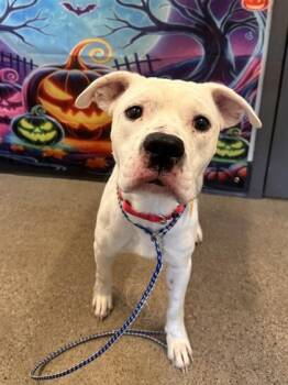 Rescue Pit Bull Terrier Dogs for Adoption in Cleveland, Ohio - Alastair | PetCurious