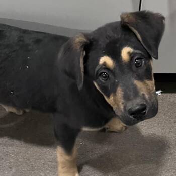 Catahoula Leopard Dog and Mixed Breed Dogs Available for Adoption - Jimmy Dugan | PetCurious