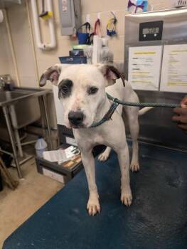 Cheer -  Mixed Breed Dog for Adoption in Mobile, Alabama - Cheer | PetCurious