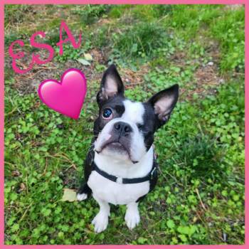 Esa -  Boston Terrier Dog for Adoption in Seattle, Washington - Esa | PetCurious