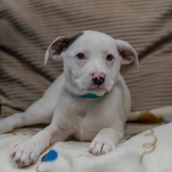 American Bulldog Dogs Available for Adoption - Greta | PetCurious