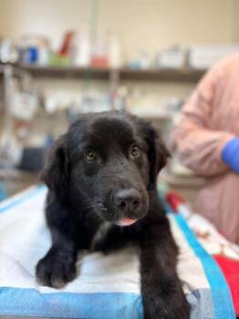 Newfoundland Dog Dogs Available for Adoption - Smokey (GA) | PetCurious