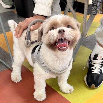 Mixed Breed Dogs Available for Adoption in Philadelphia, Pennsylvania - Boss Booker | PetCurious