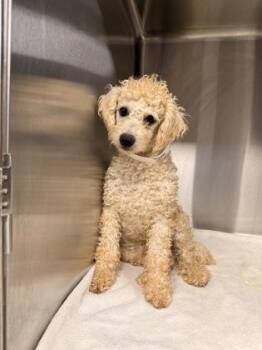 Houdini -  Poodle Dog for Adoption in Durango, Colorado - Houdini | PetCurious