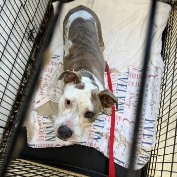 Pit Bull Terrier Dogs Available for Adoption in East St. Louis, Illinois - Hibiscus | PetCurious